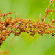 Thumbnail image for Auch Ameisen helfen ehrenamtlich…