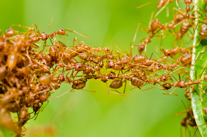 Ein soziales Netzwerk aus Roten Ameisen.